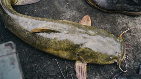 noodlenag|The Beginner's Guide to Catfish Noodling .